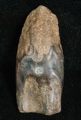 Large Triceratops Shed Tooth - #5692